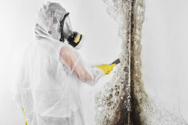 Professional Mold Remediation in Centreville, AL