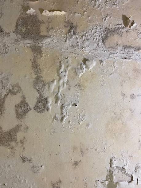 Best Localized Mold Remediation (e.g., coastal areas, humid climates) in Centreville, AL