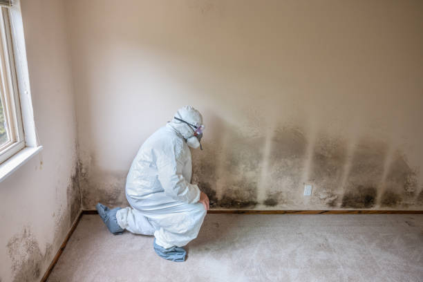 Best Residential Mold Remediation in Centreville, AL