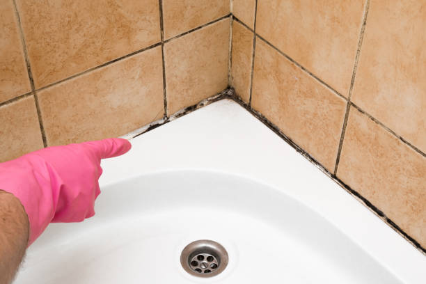 Best Insurance-Related Mold Remediation in Centreville, AL